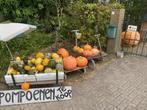 pompoenen en kalebassen, Ophalen, Nieuw