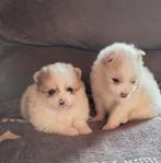 Super mooie dwergkees pups te koop, Dieren en Toebehoren, België, Particulier, Overige rassen, 8 tot 15 weken