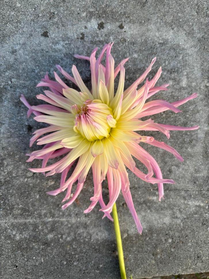 Dahlia Knollen - verschillende soorten, Tuin en Terras, Planten | Tuinplanten, Vaste plant, Overige soorten, Volle zon, Zomer