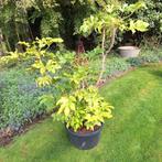 Fatsia Japonica (Vingerplant) in pot, Vaste plant, Halfschaduw, Herfst, Ophalen