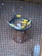 Mooie grasparkieten, Dieren en Toebehoren, Vogels | Parkieten en Papegaaien