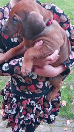 Rhodesian Ridgeback pups teefjes en reutjes rasechte, CDV (hondenziekte), Overige rassen, 8 tot 15 weken, Meerdere