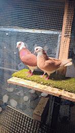 Duiven te koop, Meerdere dieren, Overige soorten