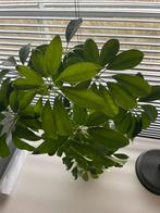 Vingersboom 40cm Schefflera, Ophalen