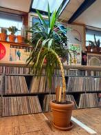 Yuca Groot Gratis, Ophalen, Halfschaduw, In pot, Yucca