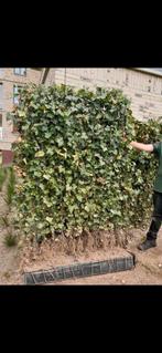 Hedera schermen, Tuin en Terras, Ophalen of Verzenden, Overige soorten, 100 tot 250 cm