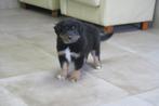 Border Collie kruising x Australian Shepherd pups, Nederland, CDV (hondenziekte), 8 tot 15 weken, Meerdere