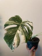 Monstera Albo Variegata Halfmoon - Zeldzame kamerplant, Tuin en Terras, Planten | Tuinplanten, Vaste plant, Bloeit niet, Halfschaduw