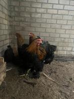 Brahma hanen, Dieren en Toebehoren, Pluimvee, Vrouwelijk, Kip