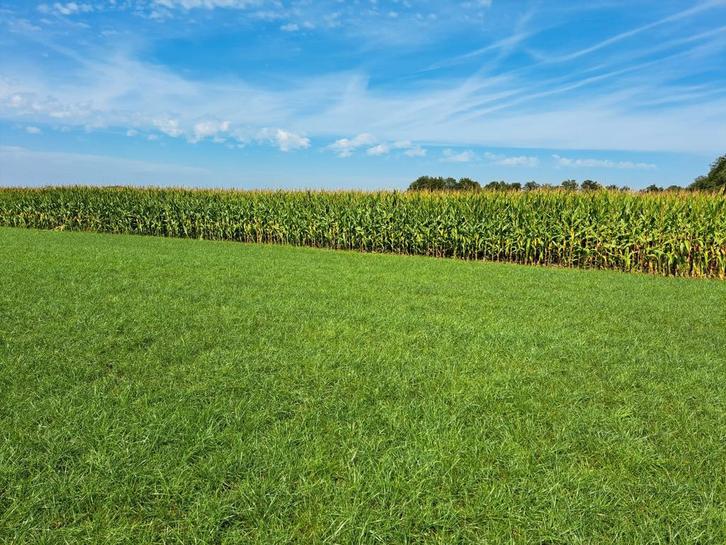 Maisbalen te koop, Zakelijke goederen, Agrarisch | Veevoer, Ophalen