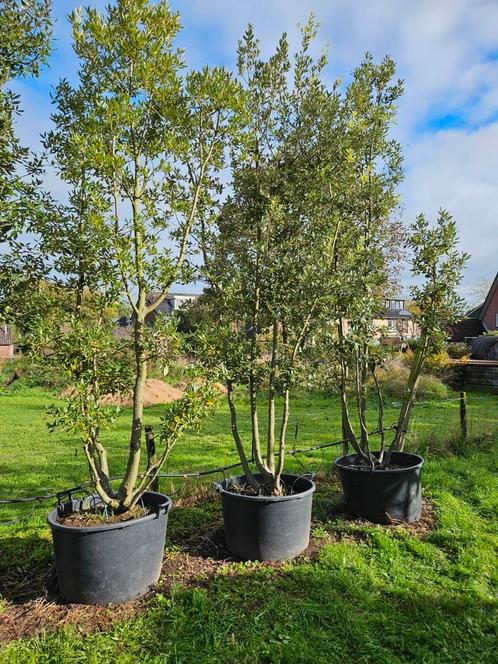 Quercus Ilex / mediterrane steeneik / wintergroen‼️, Tuin en Terras, Planten | Bomen, Bolboom, 400 cm of meer, Volle zon, Bloeit niet