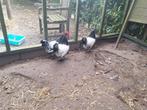 Lakenveldse kippen, Dieren en Toebehoren, Pluimvee, Meerdere dieren, Kip