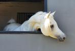 Dekkingen Egyptische Arabische volbloed, Dieren en Toebehoren, Paarden en Pony's | Dekhengsten en Fokmerries, Hengst