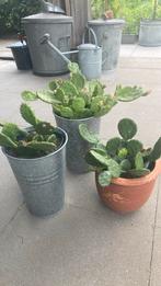 Opuntia humifisa winterharde cactussen, Tuin en Terras, Ophalen, Zomer, Overige soorten, Volle zon