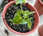 Alocasia Loco P13, Huis en Inrichting, Ophalen of Verzenden, Overige soorten, Minder dan 100 cm