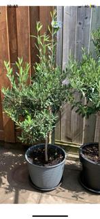 Olijbomen in groot pot, Tuin en Terras, Planten | Bomen, Ophalen of Verzenden, Volle zon, Overige soorten