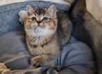 Britse korthaar kittens golden shaded, Dieren en Toebehoren, Katten en Kittens | Raskatten | Korthaar, Meerdere dieren, Ontwormd