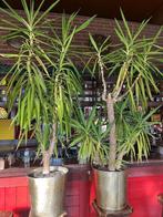 2x yuka plant ongeveer 2 meter hoog, Overige materialen, Binnen, Zo goed als nieuw, Overige vormen