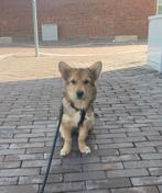11maanden lieve corgi/herder ‘pup’, Particulier, 15 weken tot 1 jaar, Buitenland, Teef