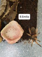 Brachypelma Emilia Mexicaanse roodscheenvogelspin, Dieren en Toebehoren, Spin of Schorpioen