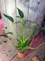 Alocasia Tiny Dancer kamerplant, Ophalen, Halfschaduw, Minder dan 100 cm