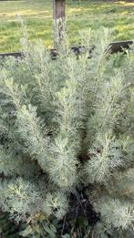 Cola plant - Artemisia abrotanum, Volle zon, Vaste plant, Ophalen of Verzenden, Bloeit niet