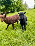 Ouessant ram, Dieren en Toebehoren, Schapen, Geiten en Varkens, Mannelijk, Schaap, 0 tot 2 jaar