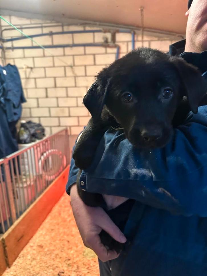 Sheprador pups - Labrador X Duitse herder, Dieren en Toebehoren, Honden | Retrievers, Spaniëls en Waterhonden, Meerdere dieren