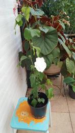 Hibiscus Dubbel Wit, Vaste plant, Halfschaduw, Zomer, Ophalen