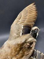 Wild eend uit jacht verzameling, Verzamelen, Dierenverzamelingen, Ophalen of Verzenden, Nieuw, Vogel, Opgezet dier