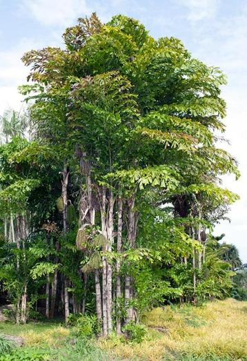 15 x Caryota mitis palmboom zaden beschikbaar voor biedingen