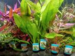 Hobbyaquarium Aponogeton/microsorum alle planten uitzoeken, Vis, Zoetwatervis, Schoolvis