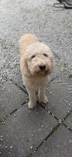 Labradoodle pups Abrikoos multigen volledig getest, Dieren en Toebehoren, Honden | Retrievers, Spaniëls en Waterhonden, Rabiës (hondsdolheid)