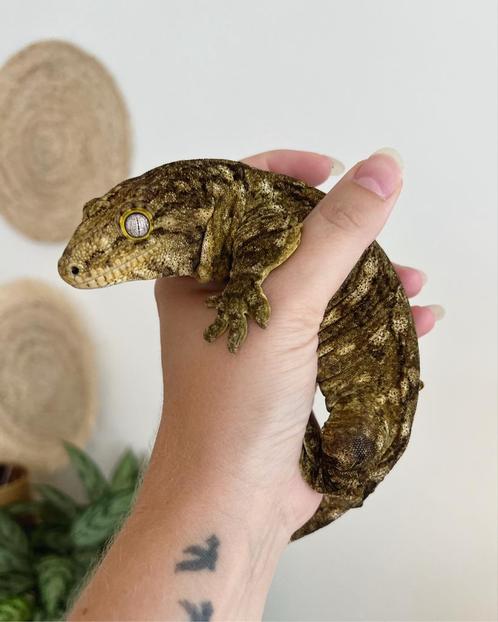 1.0 Rhacodactylus leachianus (reuzengekko), Dieren en Toebehoren, Reptielen en Amfibieën, Hagedis