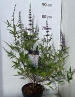 Vitex agnus-castus - Kuisheidsboom in pot, Volle zon, Vaste plant, Zomer, Ophalen