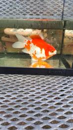 Tamasaba goudvis, Goudvis(sen)