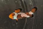 Amphiprion Ocellaris Snowflake en Chrysiptera Talboti, Dieren en Toebehoren, Vis, Zoutwatervis