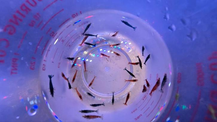 Prachtige mix Neocaridina garnalen – rood & blauw (30 st.), Dieren en Toebehoren, Vissen | Aquariumvissen, Zoetwatervis, Kreeft, Krab of Garnaal