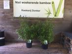 Niet woekerende bamboe! Fargesia Robusta Formidable, Tuin en Terras, Planten | Tuinplanten, Volle zon, Vaste plant, Bloeit niet