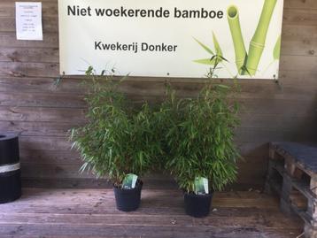 Niet woekerende bamboe! Fargesia Robusta Formidable beschikbaar voor biedingen