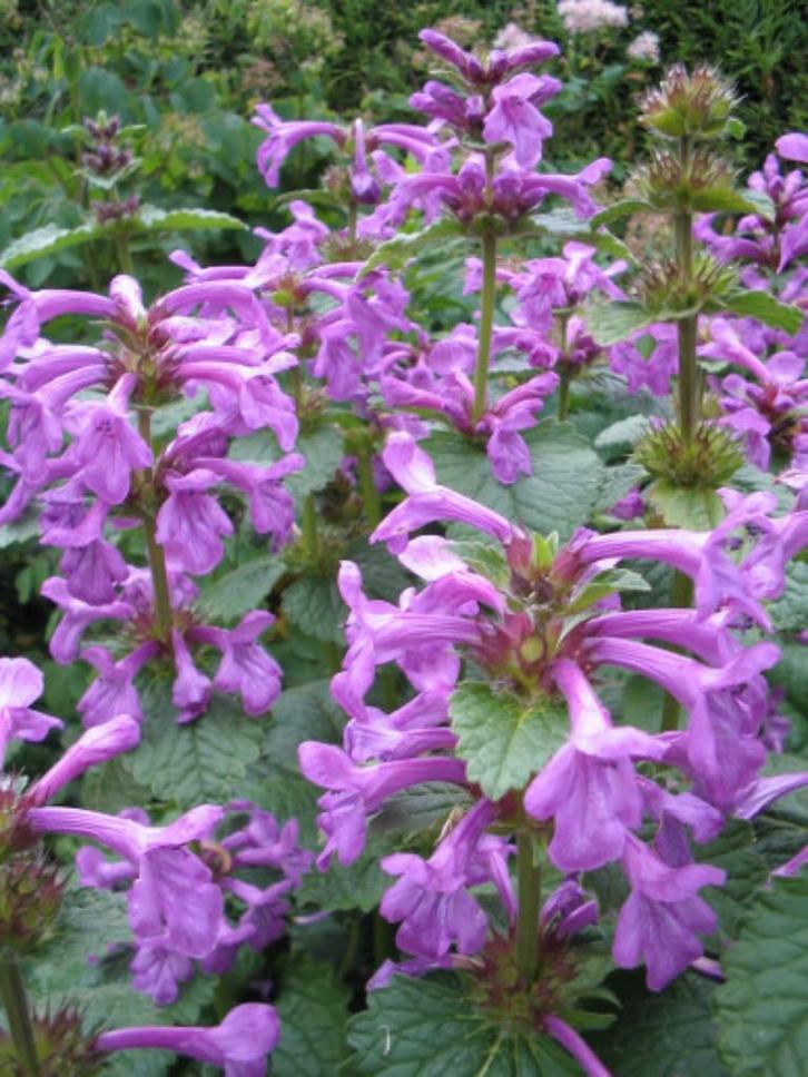 Zaden Stachys macrantha Superba, Tuin en Terras, Bloembollen en Zaden, Volle zon, Verzenden
