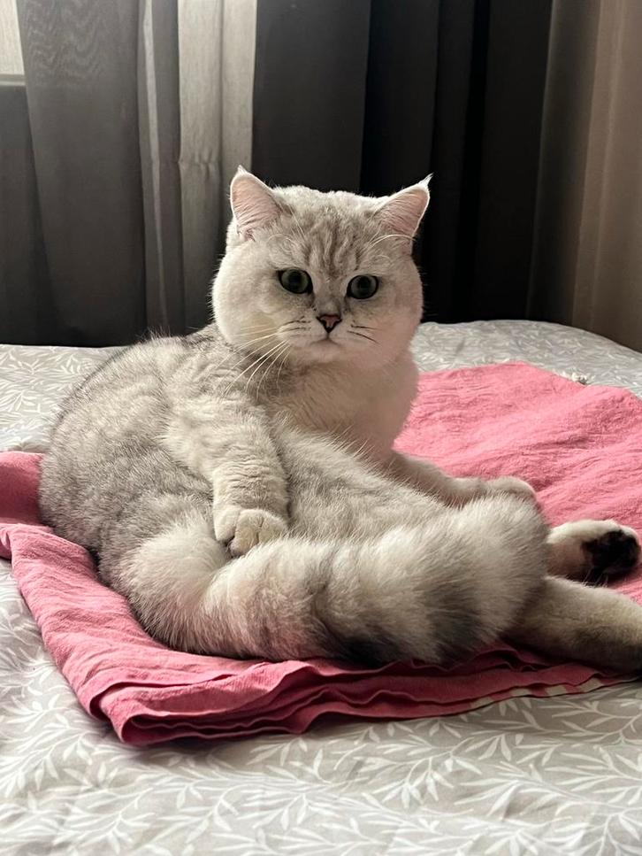 Exclusieve Britse Korthaar DEKKATER – bewezen mooie kittens, Dieren en Toebehoren, Katten en Kittens | Dekkaters, 3 tot 5 jaar