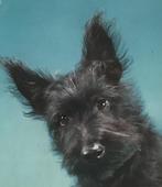 hond portret Schotse Terrier SCOTTISH TERRIER, Verzenden, 1920 tot 1940, Ongelopen, Overige thema's