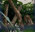 Koppel braziliaanse dwerguil 2024, Dieren en Toebehoren, Vogels | Overige Vogels, Meerdere dieren, Roofvogel, Geringd