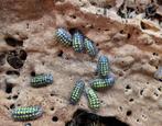 Armadillidium gestroi Isopods, Overige soorten
