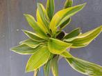 Hosta planten vanaf 0.85 euro per stuk, Tuin en Terras, Planten | Tuinplanten, Ophalen of Verzenden, Overige soorten, Volle zon