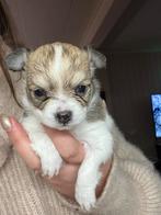 Chiuahua puppy, Reu, 8 tot 15 weken, Eén hond, Chihuahua