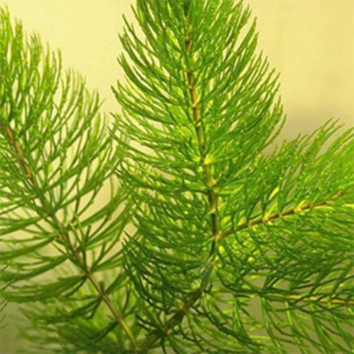 Hoornblad 5 euro per emmer, Tuin en Terras, Vijvers, Nieuw, Ophalen