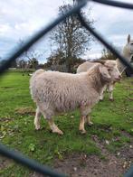 Mooie angora bok /boerengeit, Dieren en Toebehoren, Schapen, Geiten en Varkens, Mannelijk, Geit