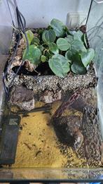 Paludarium met baby vampierkrabben, Dieren en Toebehoren, Ophalen, Zo goed als nieuw, Terrarium of Paludarium